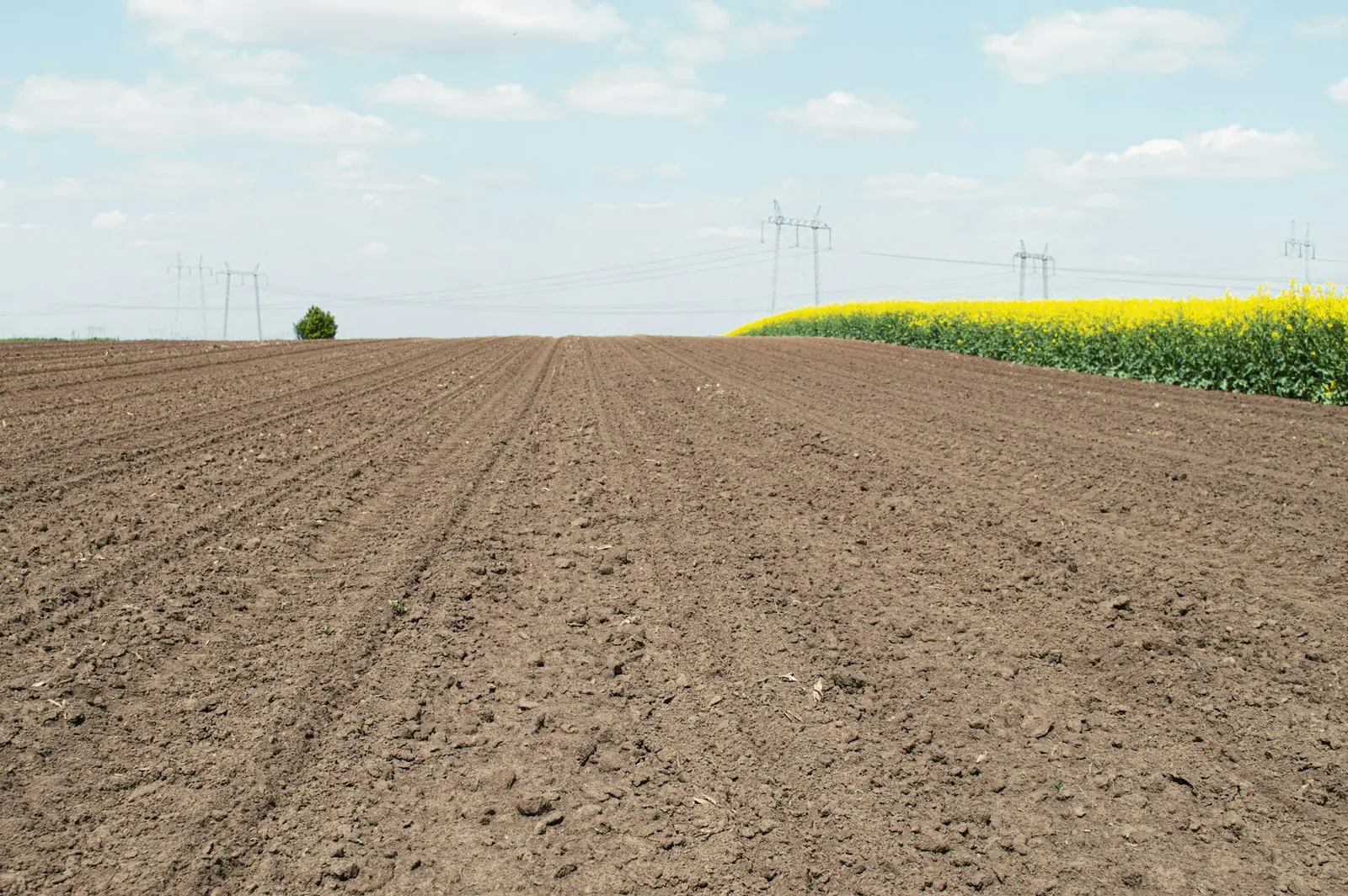 Freshly prepared field with straight rows