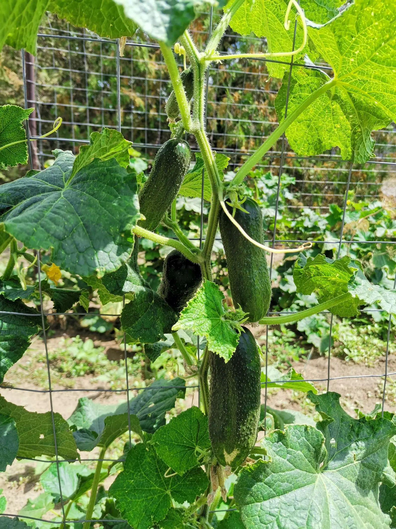 Cucumbers growing on a trellised vine