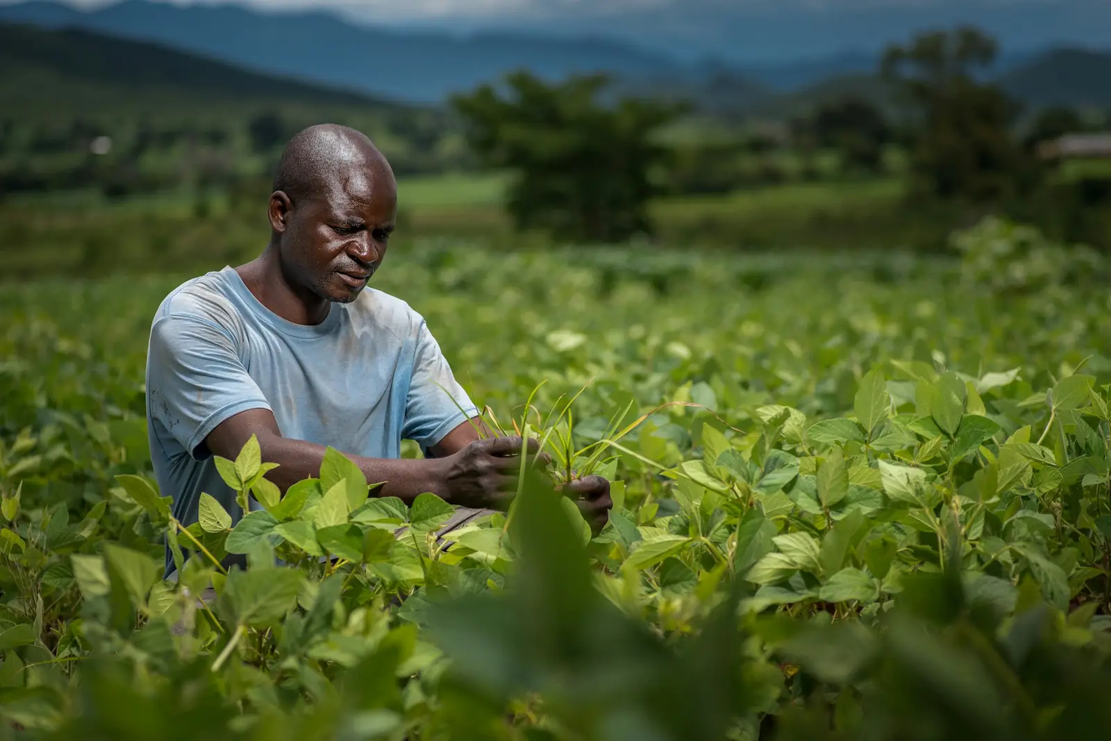 Farmer inspecting a crop in a green field