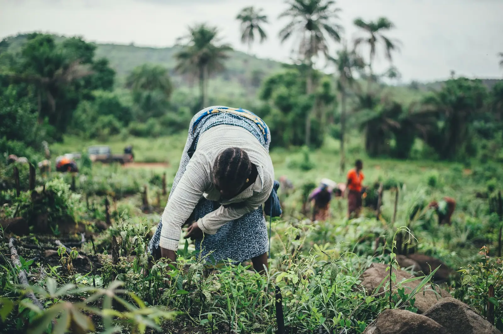 Farmers working a planted hillside plot