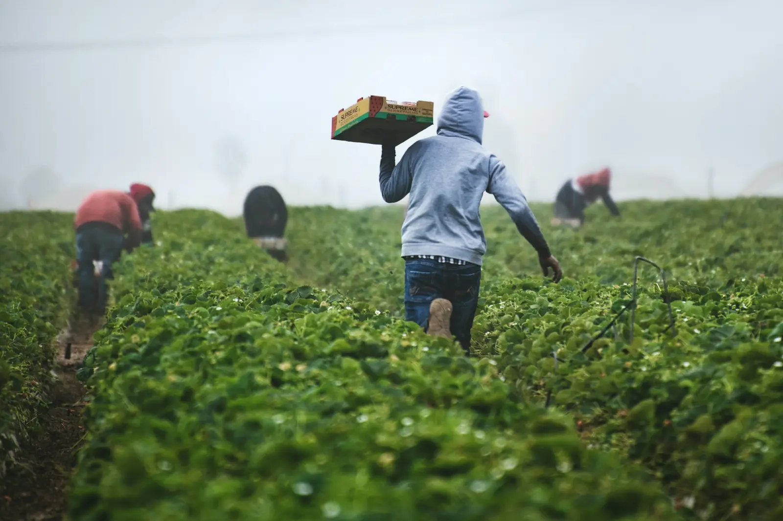 Farm workers moving through planted rows