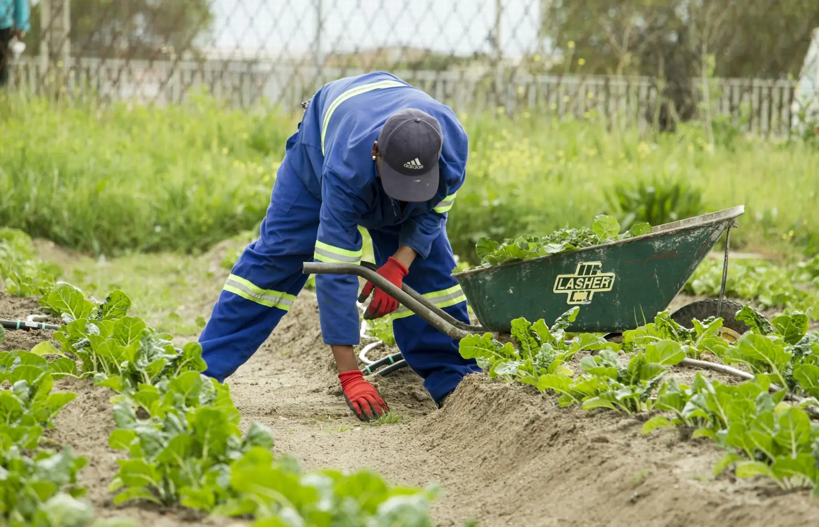 Farm worker tending vegetable rows beside a wheelbarrow