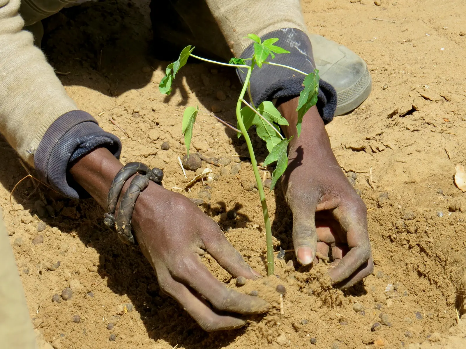 Hands firming soil around a young seedling