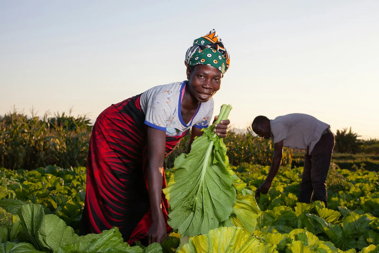 Farmer harvesting leafy vegetables in the field