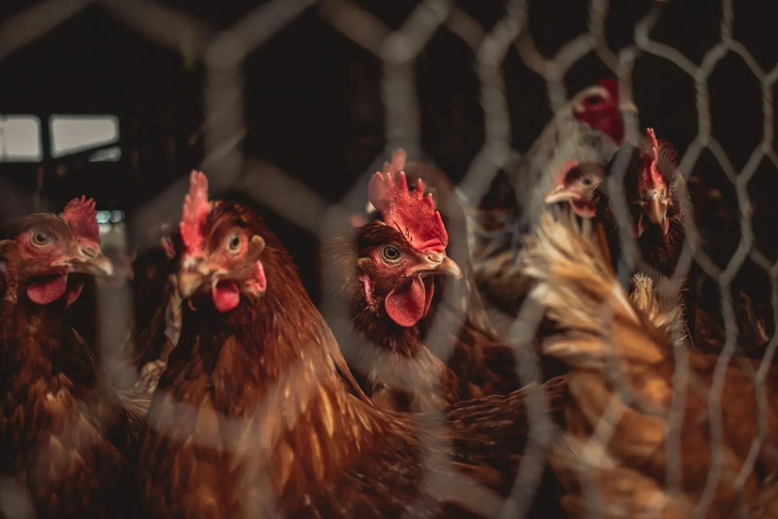 Hens looking out through wire mesh