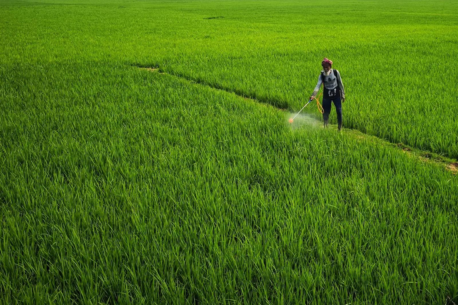 Farm worker applying crop treatment with a knapsack sprayer