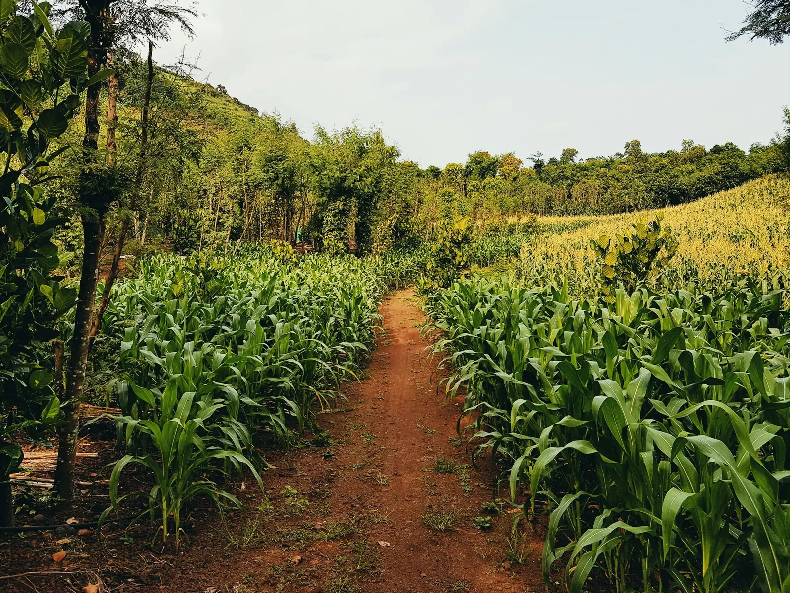 Rows of maize either side of a red-earth farm path