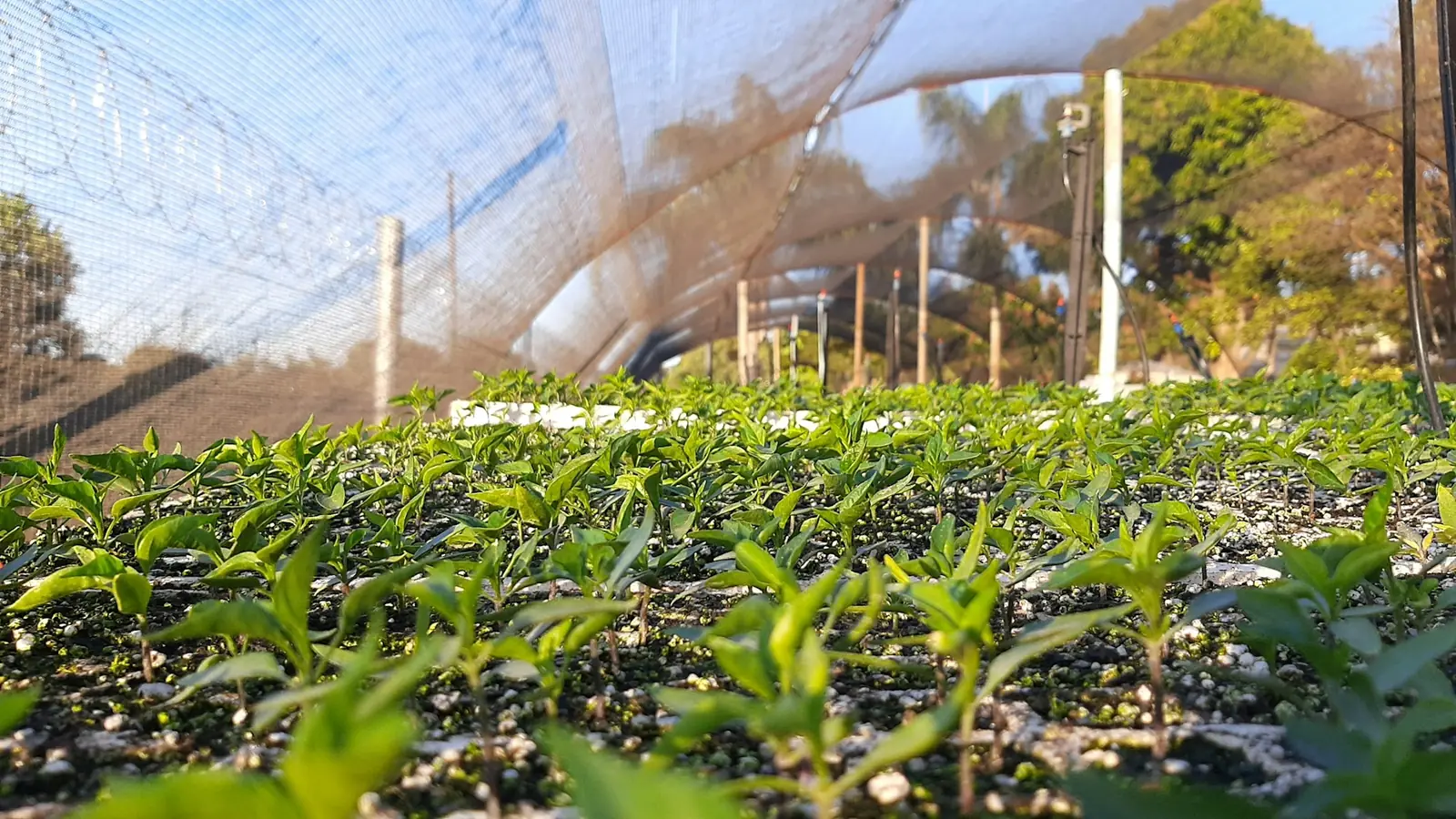 Seedlings growing in a shaded nursery