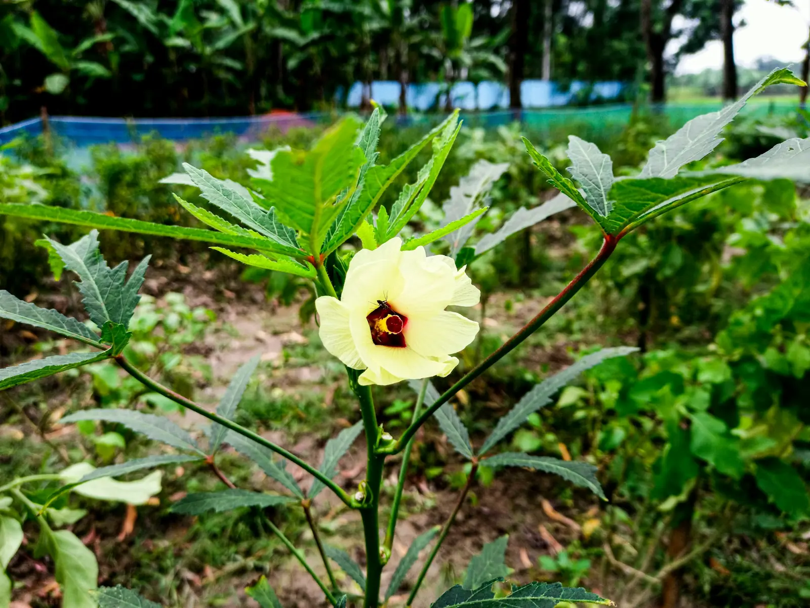 Okro plant in flower with a developing pod