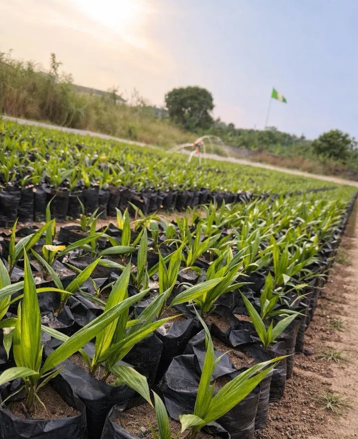 Irrigation watering rows of oil palm seedlings at the Ogene Farms nursery