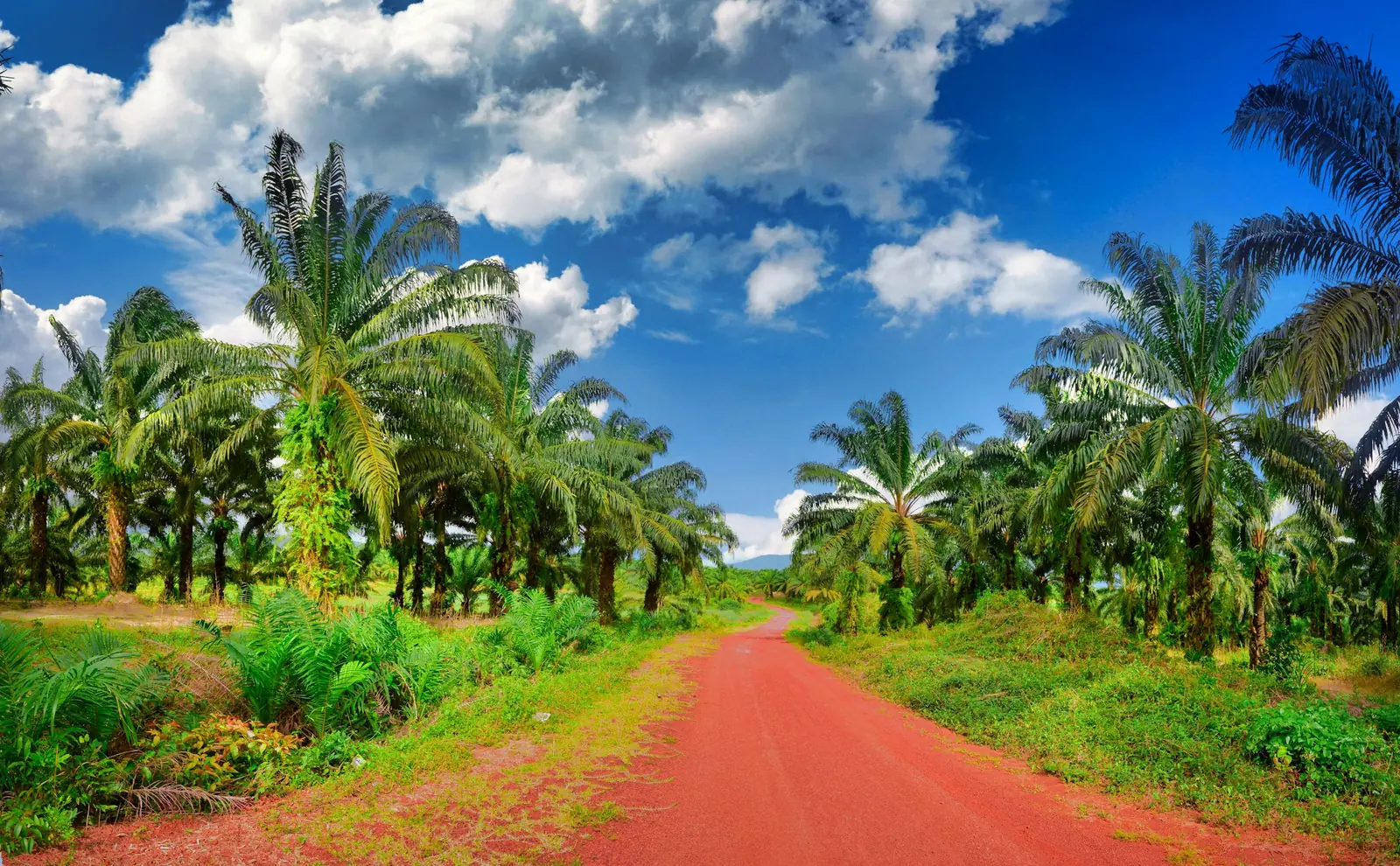 Rows of oil palms along a red-earth plantation road