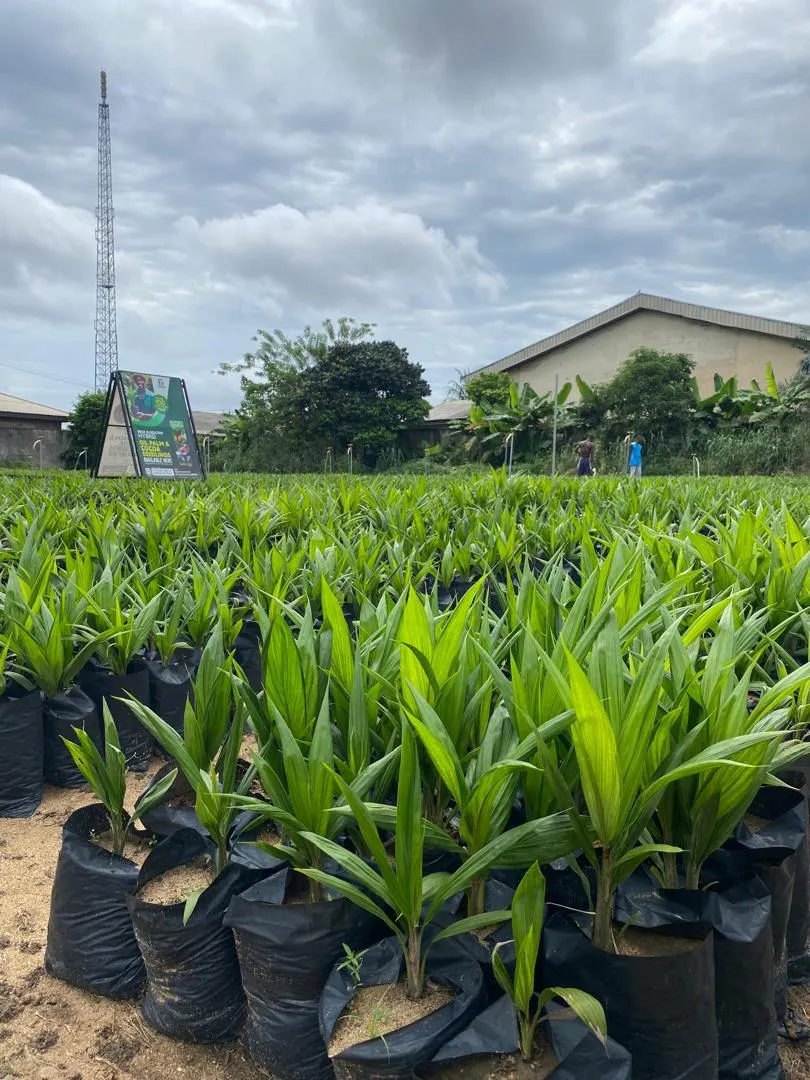 Rows of young oil palm seedlings in black nursery bags at the Ogene Farms nursery