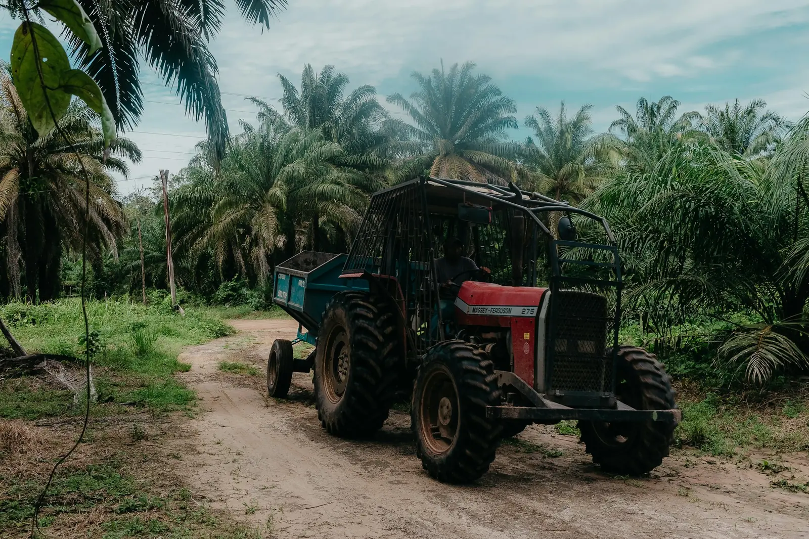 Tractor and trailer on a track through an oil palm plantation
