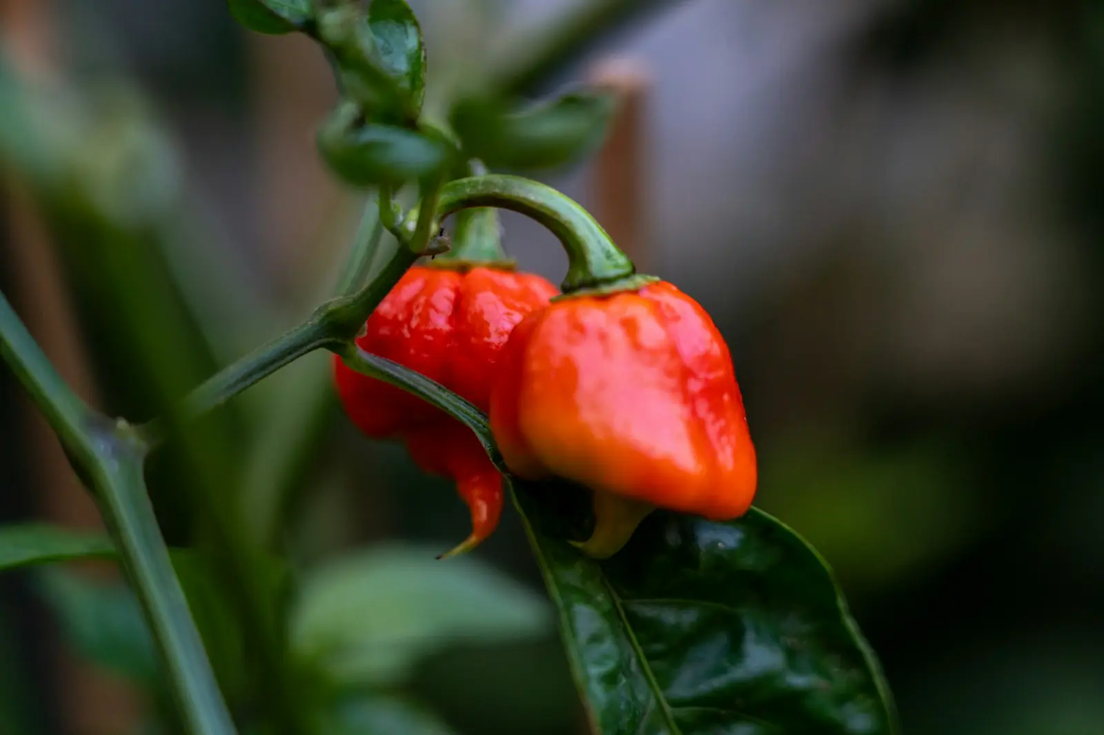 Ripe red peppers on the plant