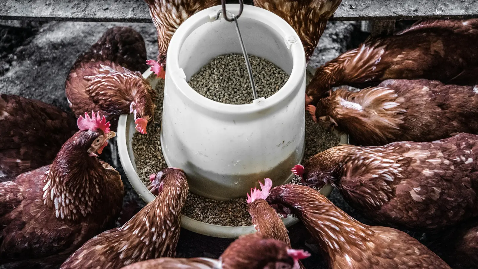 Laying hens gathered around a feeder