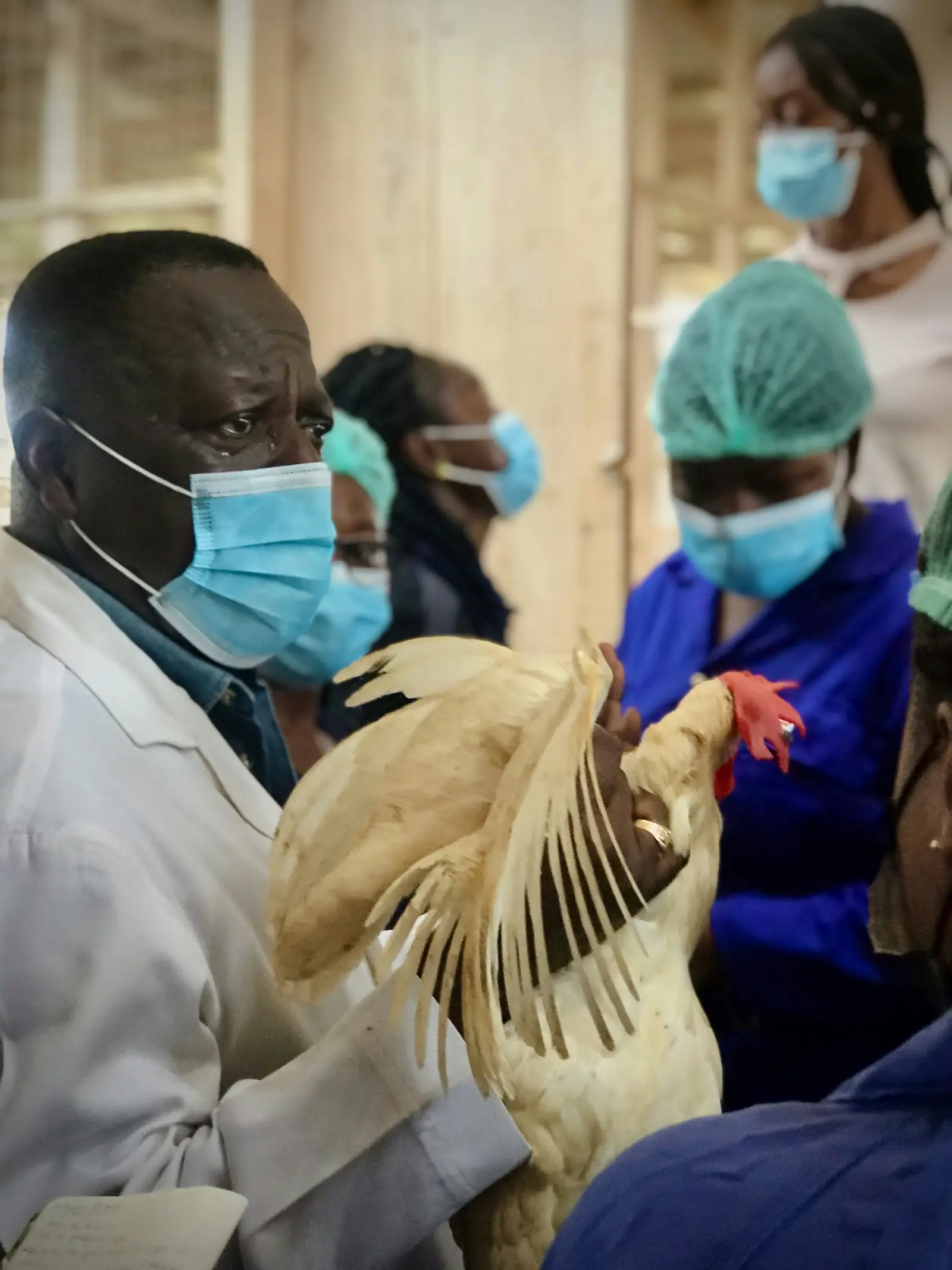 Poultry workers in protective masks examining a bird