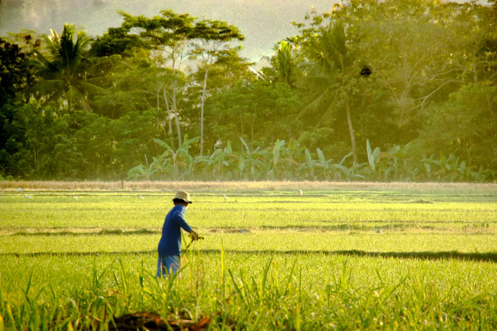 Farmer walking through a ripening rice field in evening light