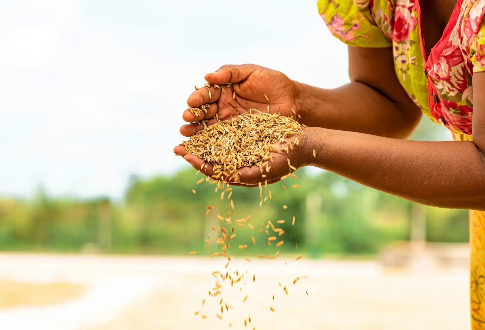 Hands letting harvested rice grains fall through the fingers