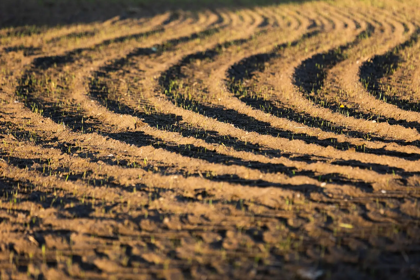 Curved planting ridges across a prepared field